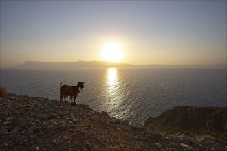 Gramvoussa peninsula, sunrise, Rodopou peninsula, sun reflection on the water, goat (caprae)