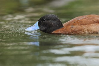 Portrait of male lake duck (Oxyura vittata), swimming, captive