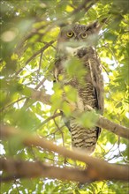 The yellow eyed great horned owl resting in the tree