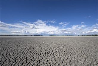 Heavily dried-up Zicksee, Lake Neusiedl-Seewinkel National Park, Burgenland, Austria, Europe