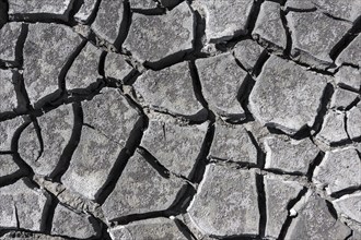 Cracked earth, heavily dried out Zicksee, Lake Neusiedl-Seewinkel National Park, Burgenland,