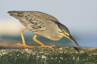 A striated heron (Butorides striata) on the hunt for prey, it fixes a fish in the water with a