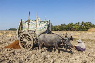 MYANMAR, JANUARY 6, 2014: Unidentified Burmese peasant working in the field with ox cart.