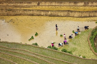 CAT CAT, VIETNAM, JUNE 9, 2011: Vietnamese farmers working in rice field paddy. Vietnam is now one