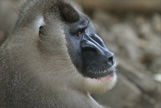 Drill (Mandrillus leucophaeus), male, animal portrait, captive, South-West Region, Cameroon, Africa