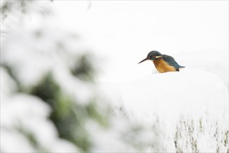 Common kingfisher (Alcedo atthis) sitting on a snow-covered wall, looking into a stream bed,