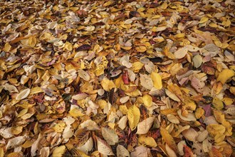 Autumn, autumn leaves, autumn foliage, on the ground, Germany, Europe