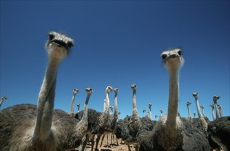 Young South (Struthio camelus australis) African Ostrichs, South_Africa