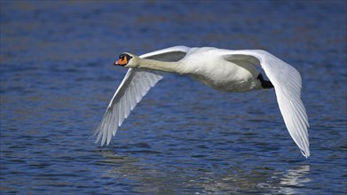 Mute Swan (Cygnus olor), Swan in flight over water, Isar, Munich, Bavaria, Germany, Europe