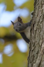 Eurasian red squirrel (Sciurus vulgaris), black morph, looking out from behind a tree,