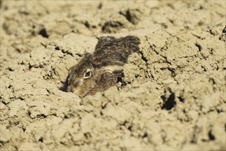 European hare (Lepus europaeus) squeezing into a field furrow, Lower Austria, Austria, Europe