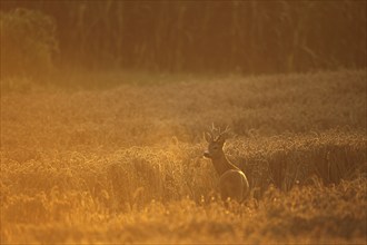 Roebuck at sunrise in a wheat field, Lower Austria, Austria, Europe