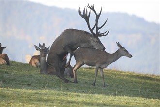 Red deer (Cervus elaphus) stag mounts adult animal during the rut, Allgäu, Bavaria, Germany, Europe