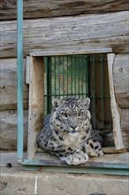 Snow leopard (Panthera uncia), captive, reception station of the German Nature Conservation