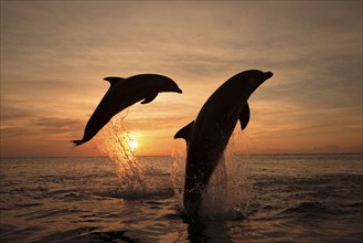 Bottlenose Dolphins (Tursiops truncatus), Honduras, Central America