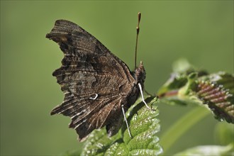 Profile of Comma (Polygonia c-album) butterfly resting on leaf