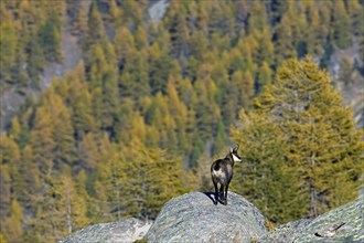 Chamois (Rupicapra rupicapra) looking over larch forest (Larix decidua) in the Italian Alps in