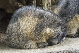 Young Alpine marmot (Marmota marmota) sleeping curled up on rock in the mountains