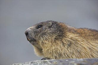 Alpine marmot (Marmota marmota) close-up portrait in summer, Hohe Tauern National Park, Carinthia,