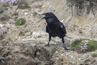 Common raven, northern raven (Corvus corax) calling from sea cliff along the Scottish coast,