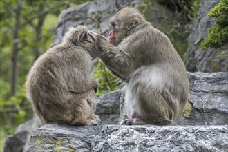 Male Japanese macaque (Macaca fuscata), snow monkey grooming female for ticks, native to Japan