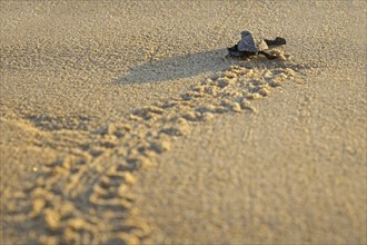 Olive ridley sea turtle, Pacific ridley sea turtle (Lepidochelys olivacea) baby hatchling on sandy