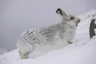 Mountain hare (Lepus timidus), Alpine hare, snow hare in white winter pelage calling in the