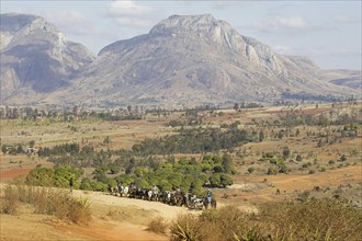 Malagasy cattle herders, cattlemen in the Central Highlands on their way to the weekly zebu market