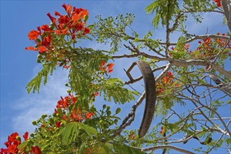 Scarlet red flowers, fern-like leaves and pods of royal poinciana (Delonix regia), flamboyant,