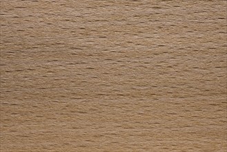 Wood grain of European Beech (Fagus sylvatica), Common Beech