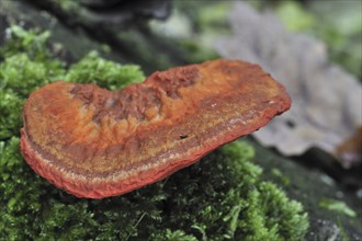 Cinnabar Red Polypore (Pycnoporus cinnabarinus) (Polyporus cinnabarinus) on tree trunk, Belgium,