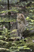 European wild cat (Felis silvestris silvestris) sitting in coniferous forest