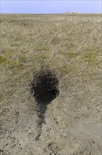 European rabbit (Oryctolagus cuniculus) entrance to burrow, warren in grassland