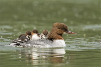 Common merganser (Mergus merganser), female carrying chicks on her back, Upper Austria, Austria,