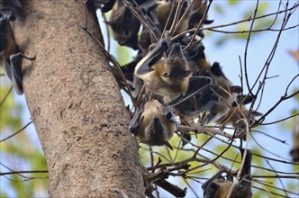 Straw-coloured Fruit Bats (Eidolon helvum) on a tree, Kasanka National Park, Zambia, Africa