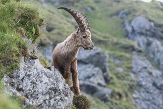 Alpine Ibex (Capra ibex), buck, High Tauern National Park, Austria, Europe