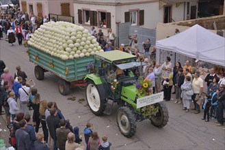 Tractor loaded with cabbages during the "Fête de la choucroute" Sauerkraut Festival,