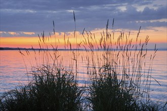 View over Lake Constance at a colourful sunset, silhouette of reeds in the foreground, Canton