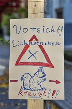 Sign Caution Squirrel crosses, Achern, Ortenau district, Baden-Württemberg, Germany, Europe