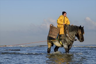 Horse fishermen catching Brown shrimp (Crangon crangon), Koksijde, North Sea coast, province of