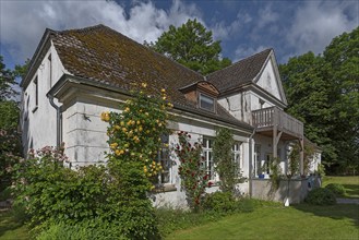 Blooming roses at a manor house, Othenstorf, Mecklenburg-Vorpommernm, Germany, Europe