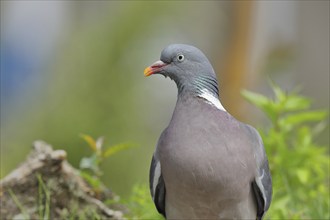 Common wood pigeon (Columba palumbus), animal portrait, Wilden, North Rhine-Westphalia, Germany,