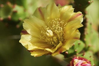 Indian fig opuntia (Opuntia ficus-indica) blossoms and fruits, ebro delta, Catalonia, Spain, Europe