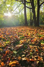 Golden autumn fall October in famous Munich relax place, Englischer Garten. English garden with