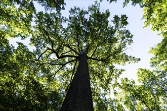 Forest of Troncais. Stebbing II remarkable oak tree, 36m high, 5m90 in circumference, about 390