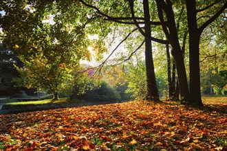 Golden autumn fall October in famous Munich relax place, Englishgarten. English garden with fallen