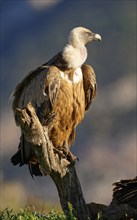 Griffon vulture (Gyps fulvus), portrait, Pyrenees, Catalonia, Spain, Europe