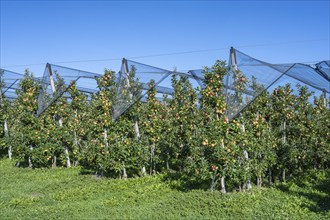 Apple orchard with apples ripe for harvesting and hail protection net, Bodman-Ludwigshafen,