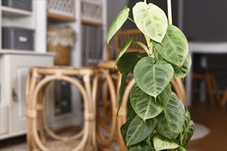 Exotic 'Syngonium Macrophyllum Frosted Heart' houseplant climbing on pole in living room