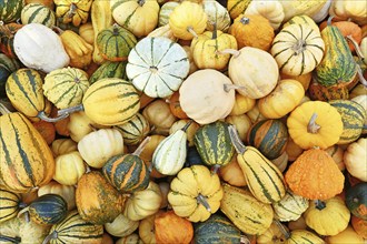 Top view of m different ornamental gourds and pumpkins